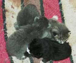 Kittens 1 1/2 weeks old
