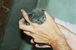Kitten 2 1/2 weeks old