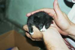 Kitten 2 1/2 weeks old